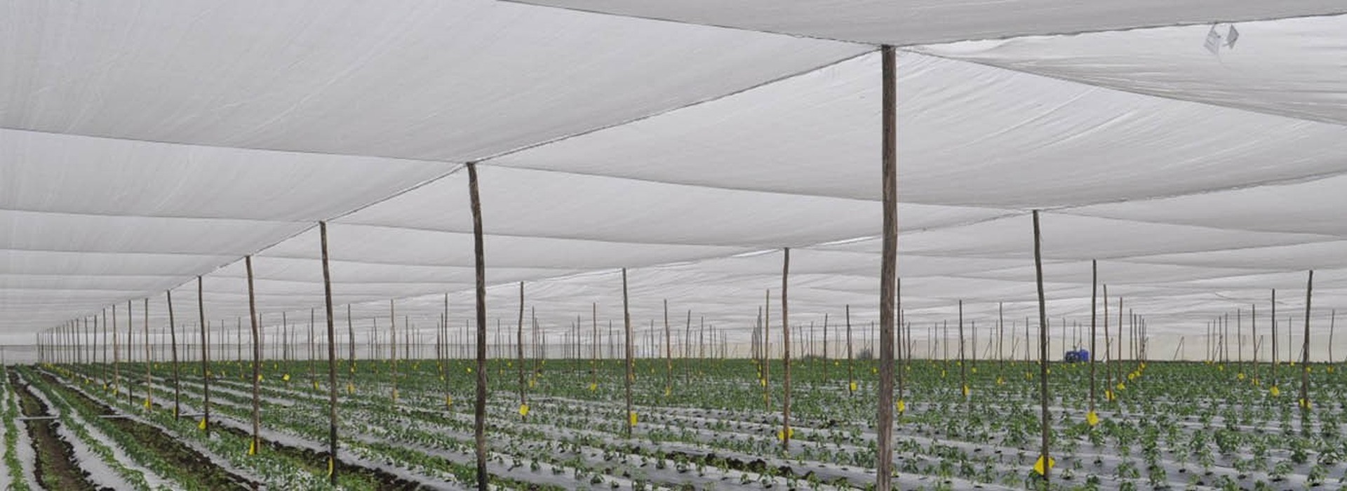 Seed Protection Cage of Garware Technical Fibres