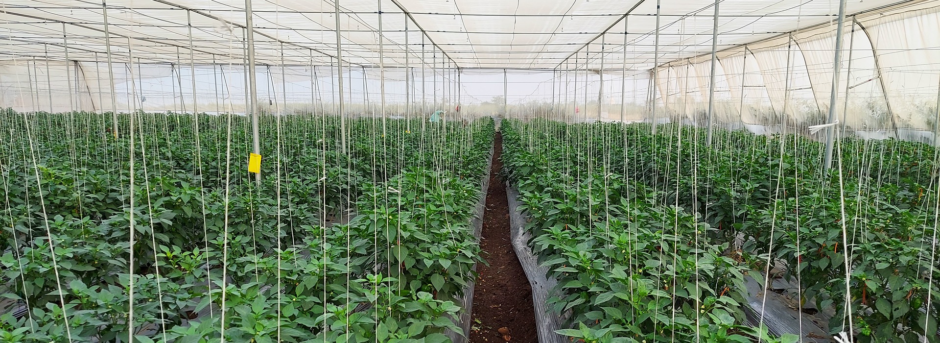 shade Nets of Garware Technical Fibres