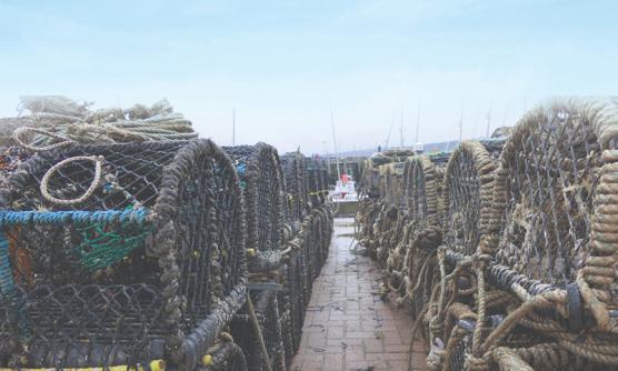 Crab Lobster fishing cage of Garware Technical Fibres