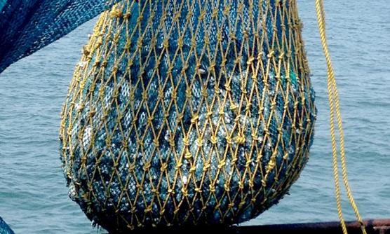 Fishing Net of Garware Technical Fibres