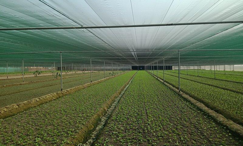 Agriculture