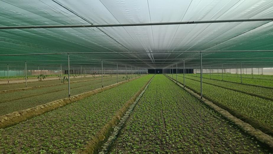 Agriculture Nets Supplier in India by Garware Technical Fibres